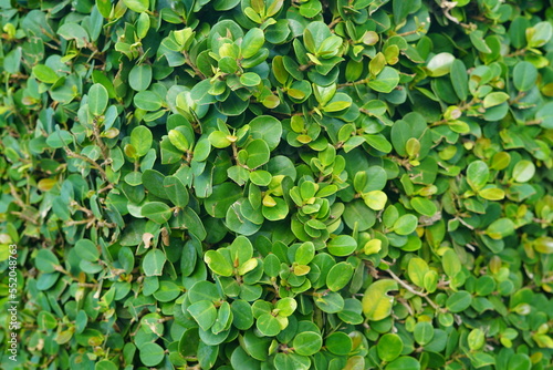 Wallpaper Mural Summer day in Netanya in Israel Torontodigital.ca