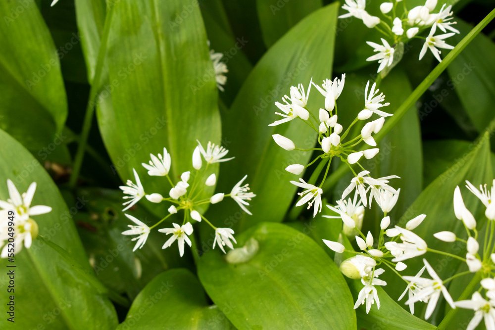 Obraz premium Bärlauch Blätter Blüten