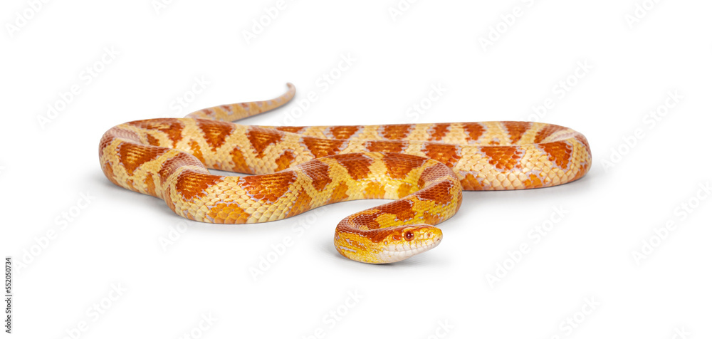 Ταπετσαρία Full lenght shot of Candy Cane morph Corn Snake aka Red rat snake or  Pantherophis guttatus