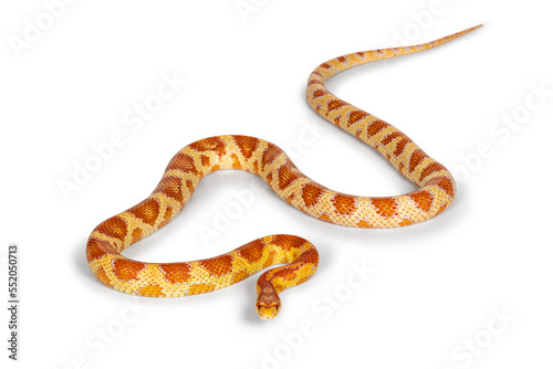Full lenght shot of Candy Cane morph Corn Snake aka Red rat snake or Pantherophis guttatus. Isolated on a white background.