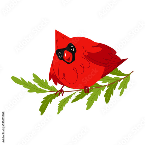 Northern cardinal, Red Cardinal bird with cedar tree branch. Winter redbird character vector Illustration of bird. Christmas holiday