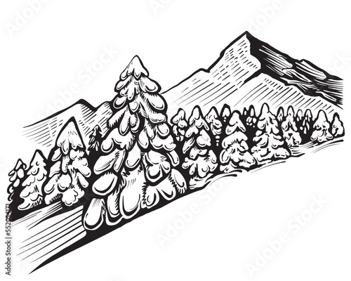 Vector illustration of snowy mountains with fir forest. Black and white landscape.
