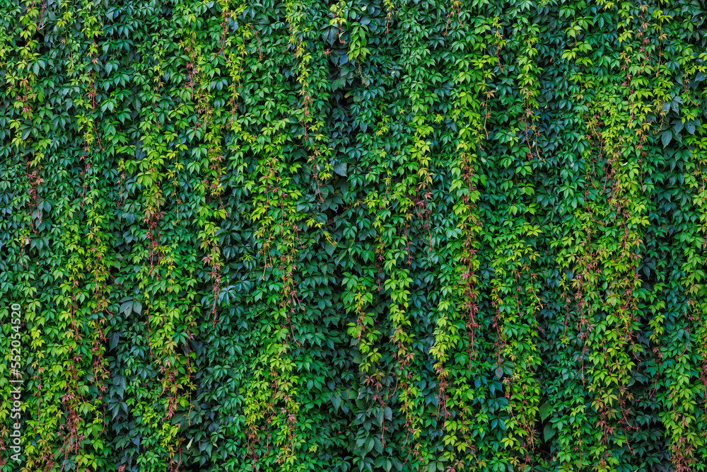 Ivy green wall, texture. Background with selective focus and copy space