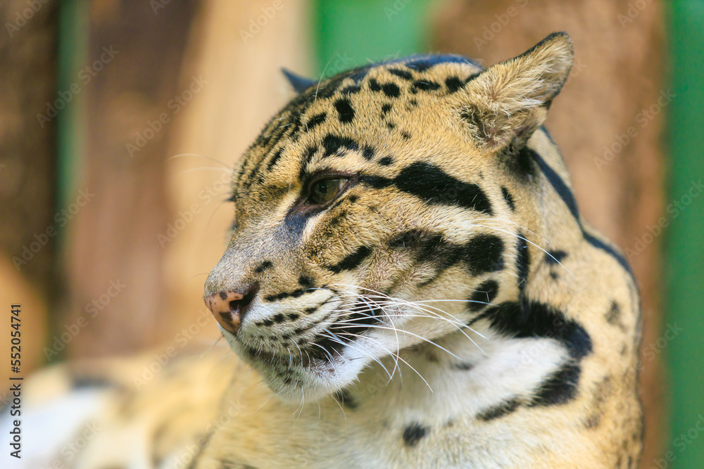 Fototapeta premium leopard close up. Background with selective focus and copy space