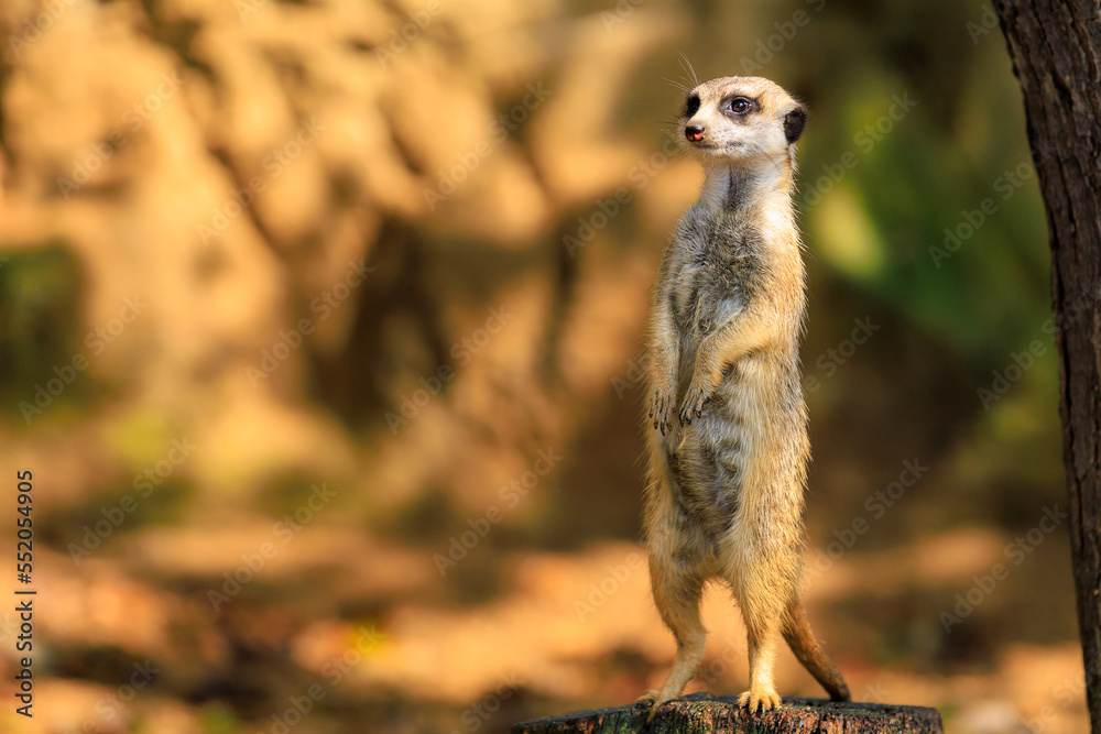 Meerkat with surprised emotion. Background with selective focus and copy space Meerkat with surprised emotion. Background with selective focus and copy space