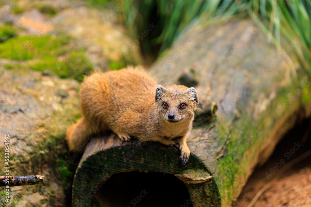 Yellow mongoose. Background with selective focus and copy space