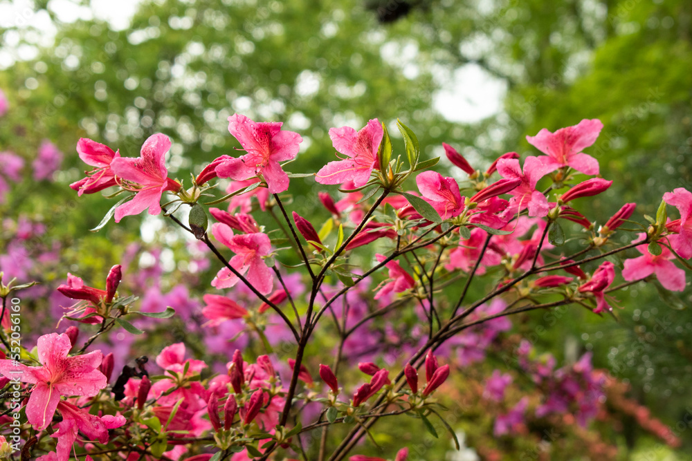Obraz premium Oleander