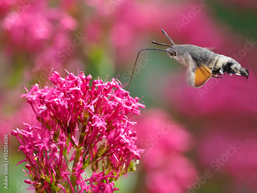Closeup of Hummingbird Hawk-moth butterfly (Macroglossum stellatarum) feeding of red valerian flowers (Centranthus ruber) in flight.