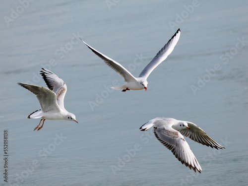 Closeup of three black-headed gulls (Chroicocephalus ridibundus) in flight (winter plumage) on the bottom of the sea 