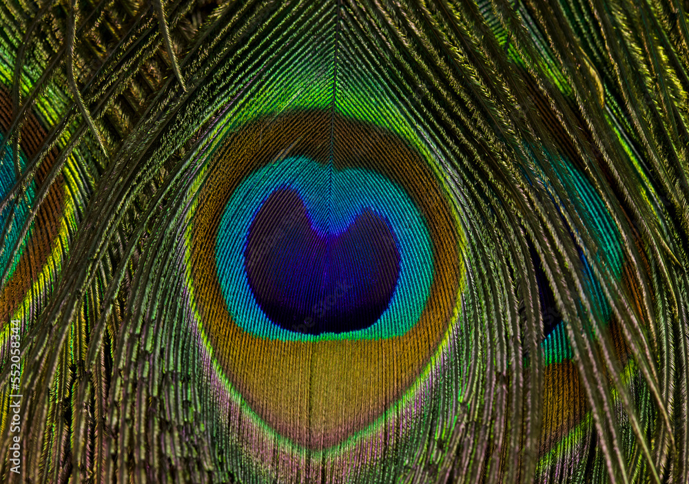 Obraz premium Peacock feather close up. Feather isolated.