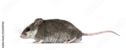 Cute grey mouse with white spots on head, standing side ways. Looking ahead away from camera. Isolated on a white background.