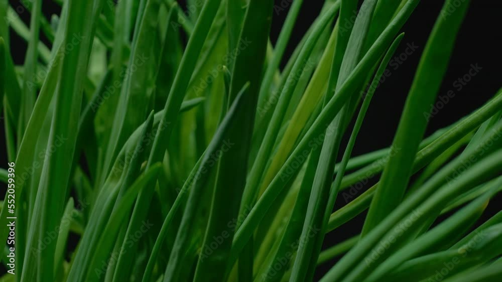 Macro, green onions on a black background in a turning motion Macro, green onions on a black background in a turning motion