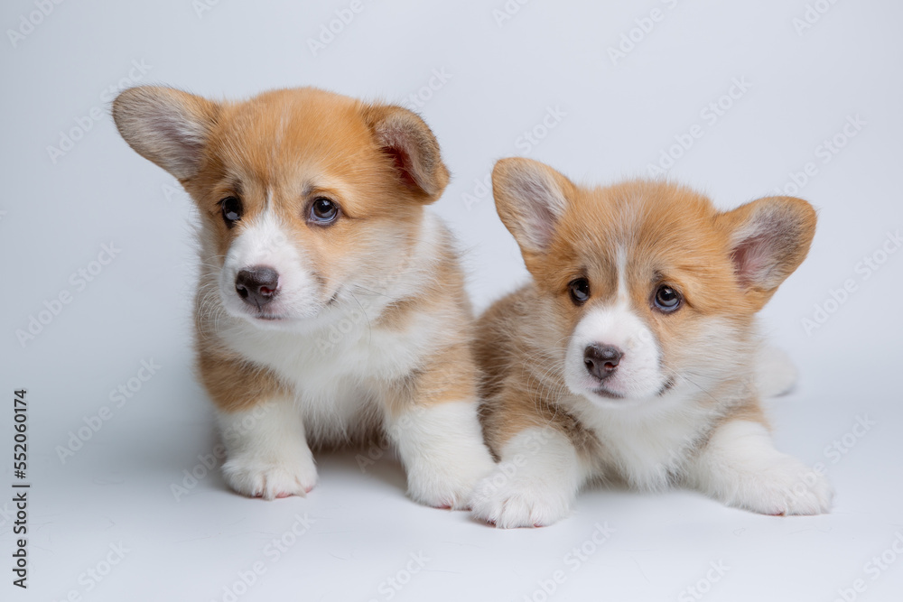 a group of welsh corgi puppies on a white background, isolated