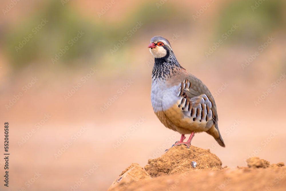 Red Legged Partridge Standing Guard Red Legged Partridge Standing Guard