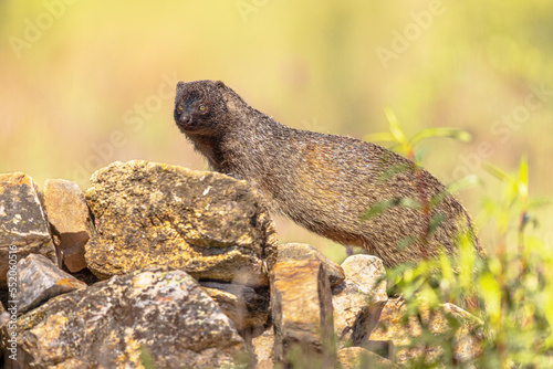 Egyptian Mongoose in Extremadura Spain photo