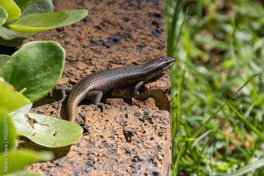 A lizard warms itself up in the sun in a domestic garden in Gauteng province in South Africa A lizard warms itself up in the sun in a domestic garden in Gauteng province in South Africa