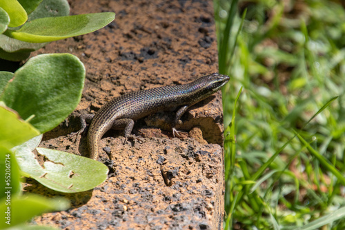 A lizard warms itself up in the sun in a domestic garden in Gauteng province in South Africa photo
