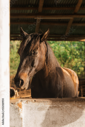 Retrato vertical de un caballo solitario dentro de un establo. © Jean Pierre