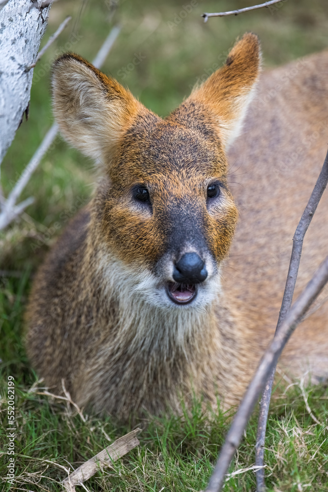 Fototapeta premium Siberian Roe portrait in close up