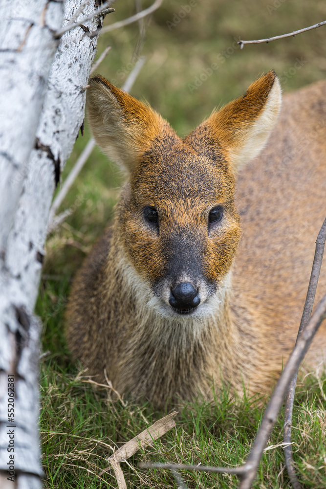 Fototapeta premium Siberian Roe portrait in close up