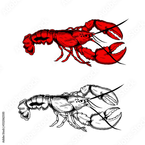 Illustration of fresh lobster vector design