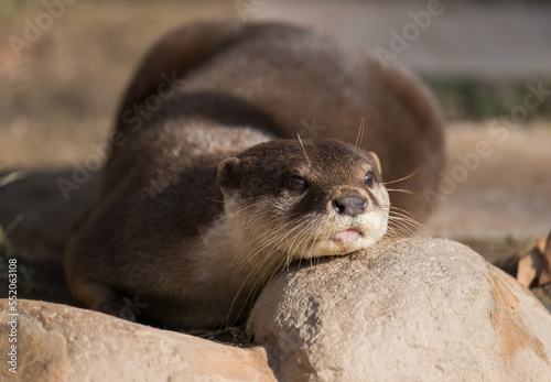 an otter on the rocks