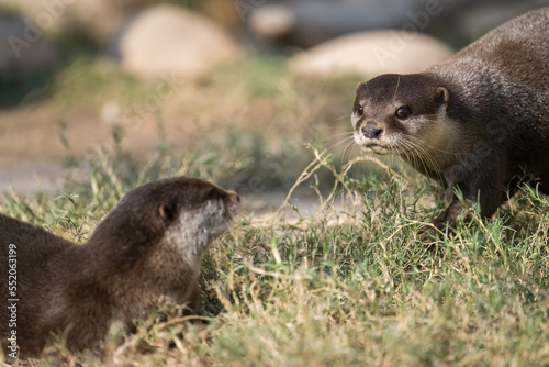 two otters looking at each other