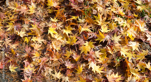 Forest floor covered with Japanese maple Acer palmatum leaves. Joshinetsu-Kogen National Park. Chubu Region. Japan.