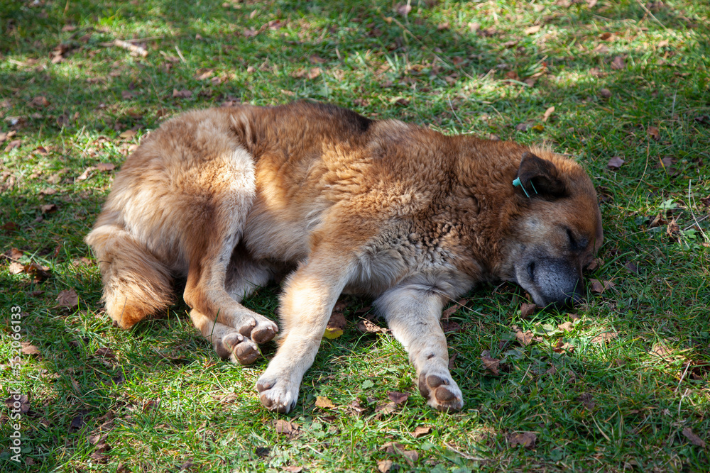cute dog is sleeping on the grass. Beautiful stray dog curled up and taking a nap. cute dog is sleeping on the grass. Beautiful stray dog curled up and taking a nap.