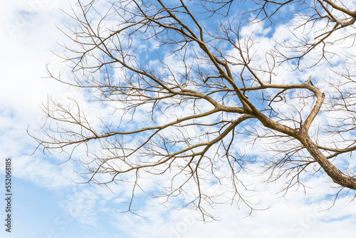 An abstract dry branch with cloud and blue sky.