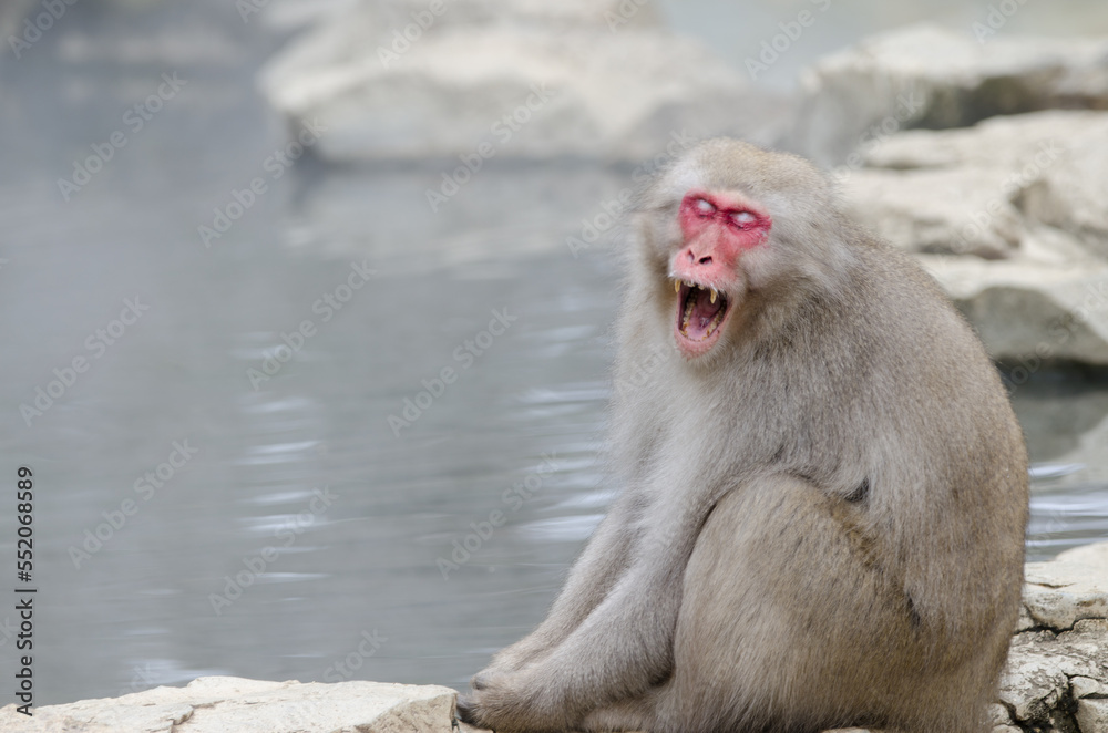 Japanese macaque Macaca fuscata showing its fangs. Jigokudani Monkey Park. Yamanouchi. Nagano Prefecture. Joshinetsu Kogen National Park. Japan. Japanese macaque Macaca fuscata showing its fangs. Jigokudani Monkey Park. Yamanouchi. Nagano Prefecture. Joshinetsu Kogen National Park. Japan.