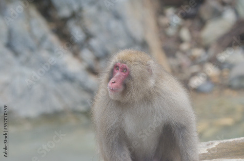 Japanese macaque Macaca fuscata. Jigokudani Monkey Park. Yamanouchi. Nagano Prefecture. Joshinetsu Kogen National Park. Japan. © Víctor
