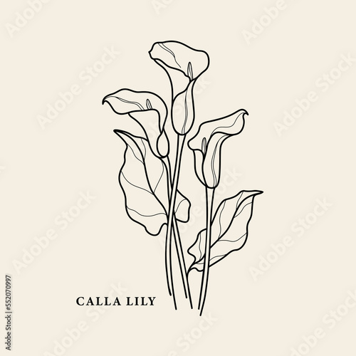 Line art calla lily flower illustration