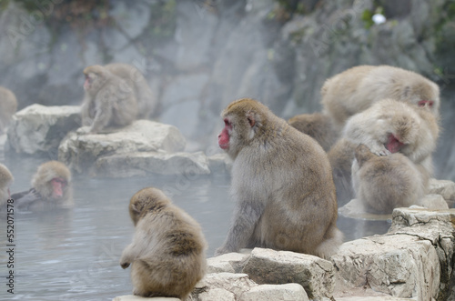 Japanese macaques Macaca fuscata next to a hot spring pool. Jigokudani Monkey Park. Yamanouchi. Joshinetsu Kogen National Park. Japan. photo