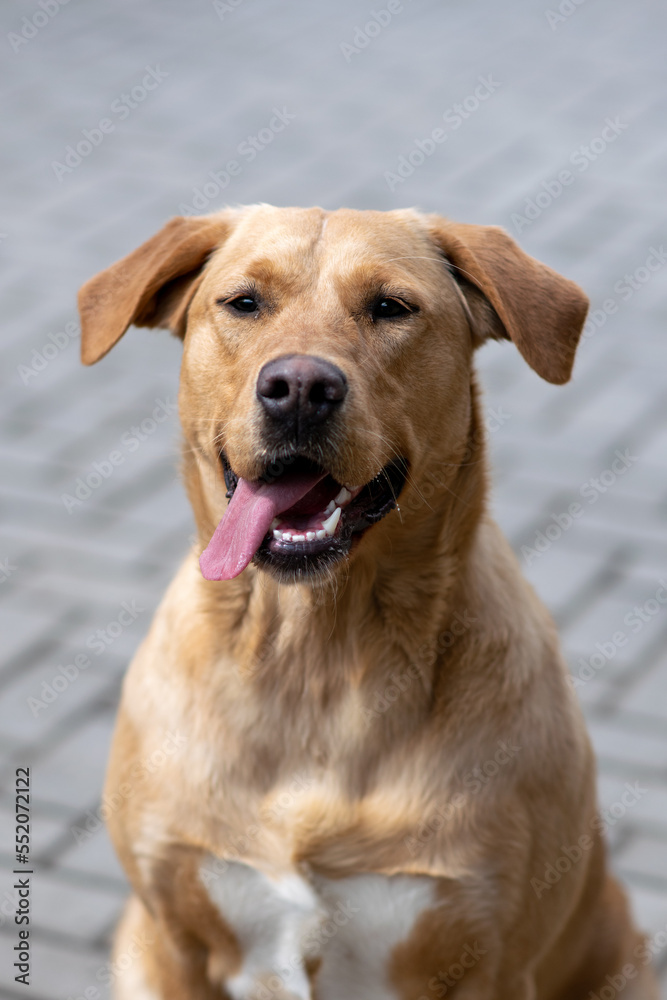 portrait of a labrador retriever portrait of a labrador retriever