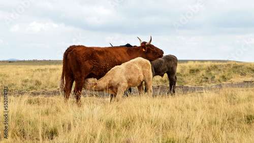 Mother cow suckling her calf in a mountain pasture