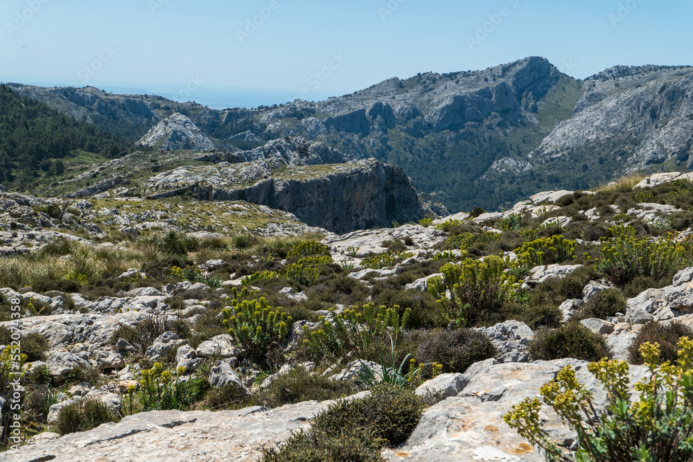 Wanderung auf Mallorca durch das Tramuntana Gebirge auf dem Fernwanderweg GR 221 Ruta de Pedra en Sec. Überall blüht das Wolfsmilchgewächs, Euphorbia.