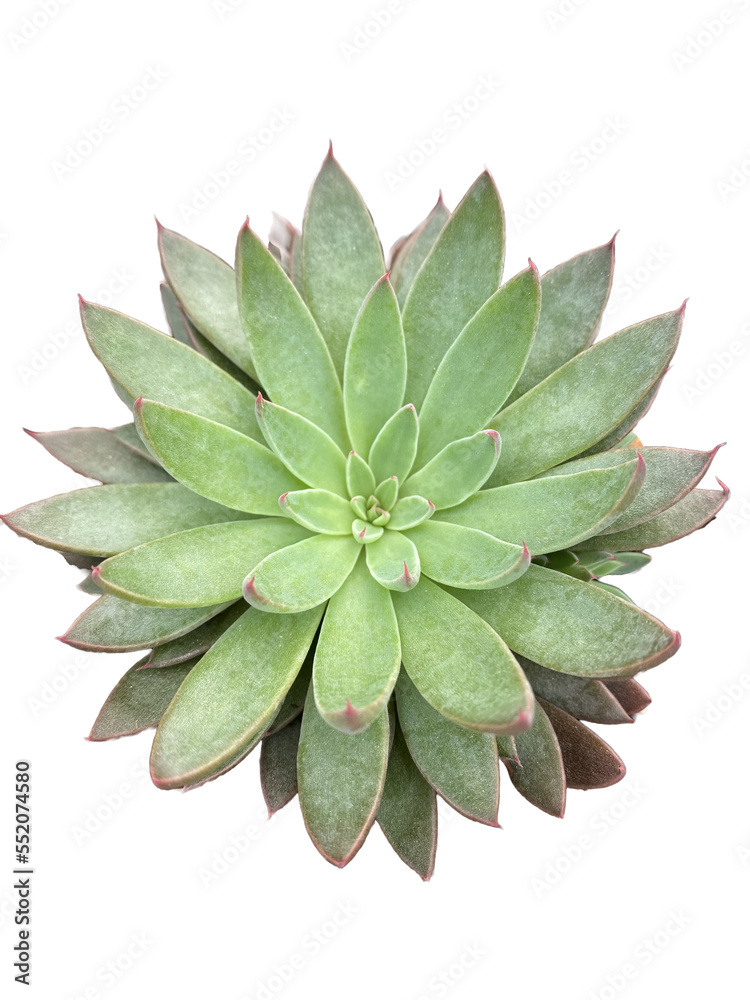 echeveria 4 echeveria 4
