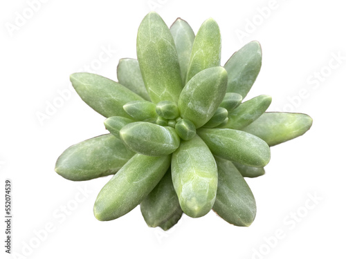 sedum