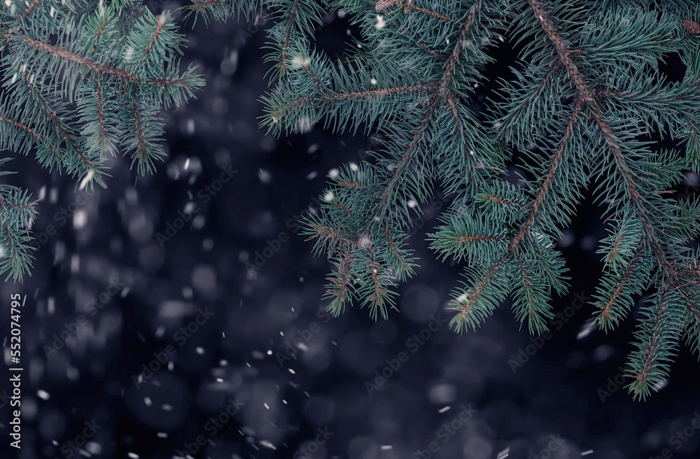 Fir branches on a dark background and snowfall.