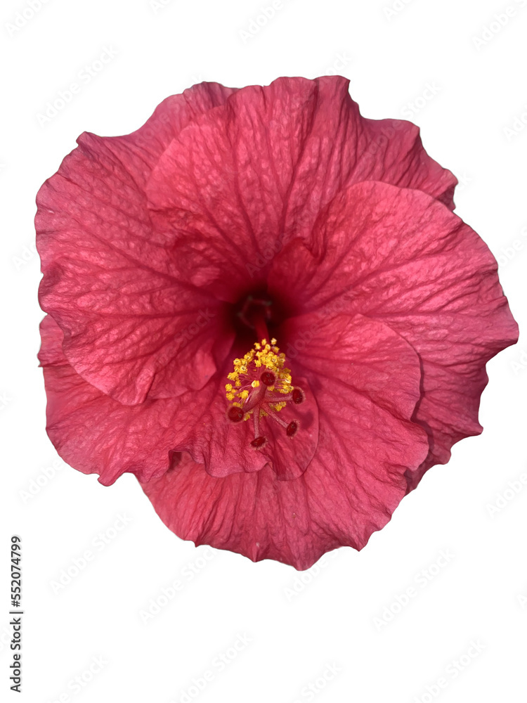 hibiscus hibiscus