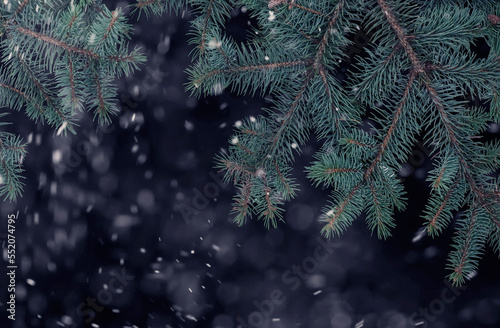 Fir branches on a dark background and snowfall. © Ann Stryzhekin