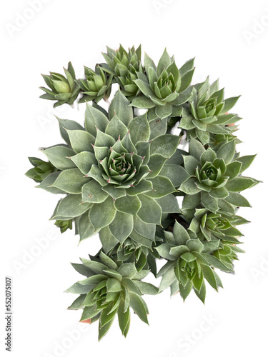 sempervivum 4