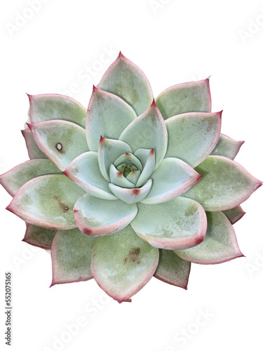 echeveria 11