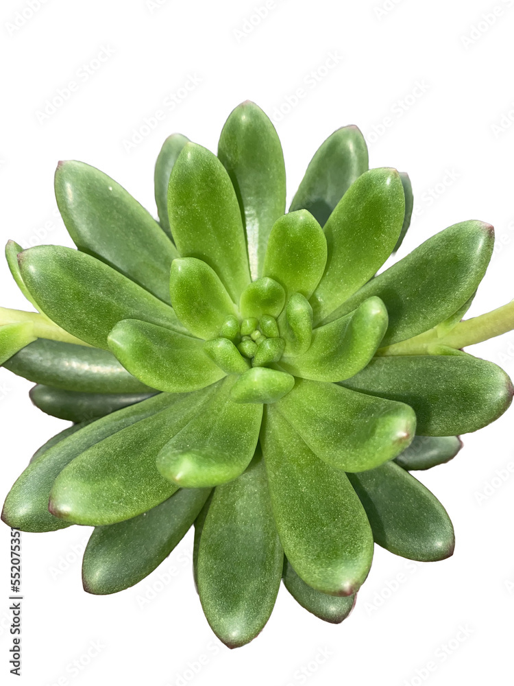 sedum 3 sedum 3