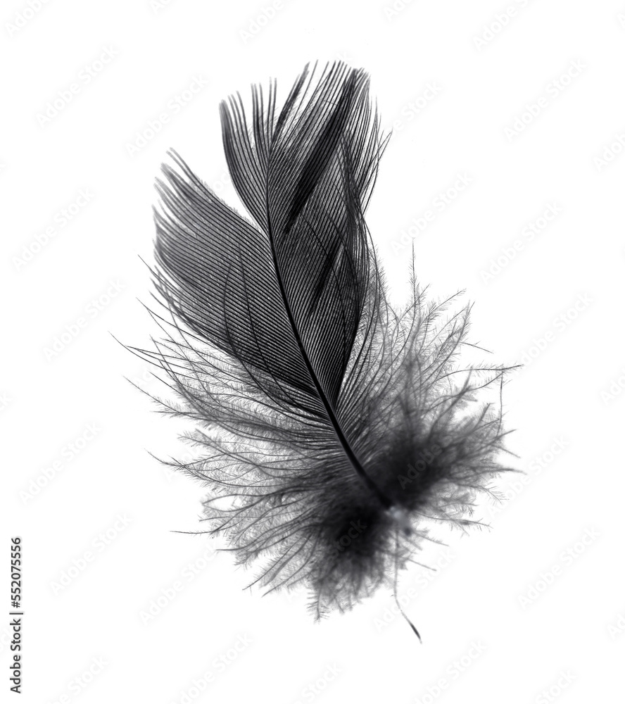 Obraz premium black feather on white background