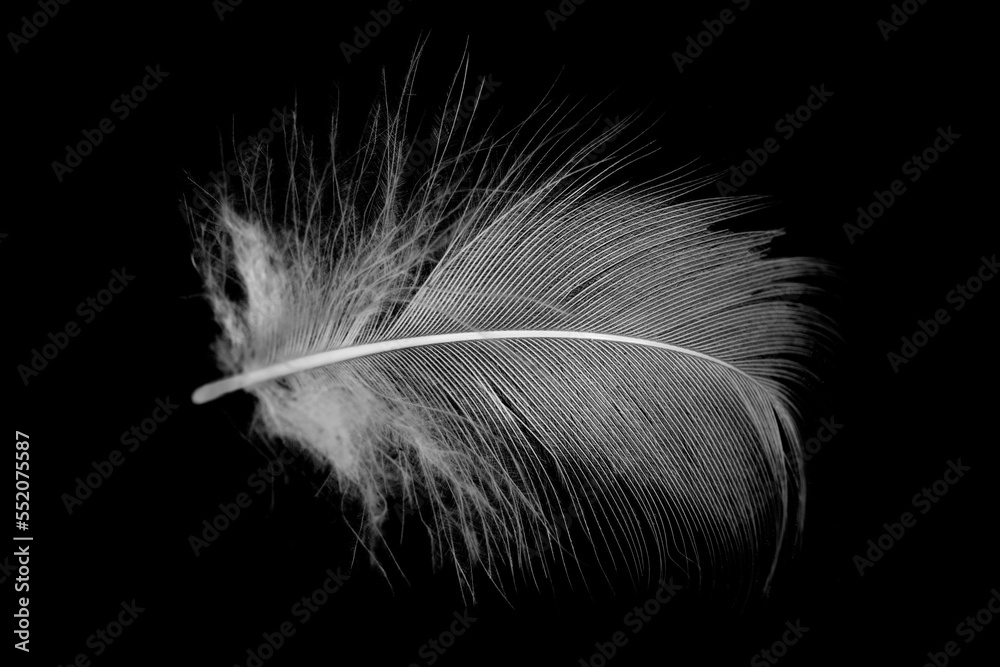 Obraz premium white feather isolated on black background