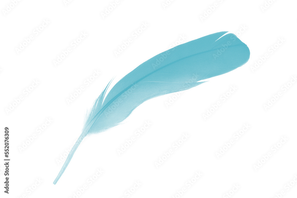 feather color turquoise emerald green on white background feather color turquoise emerald green on white background