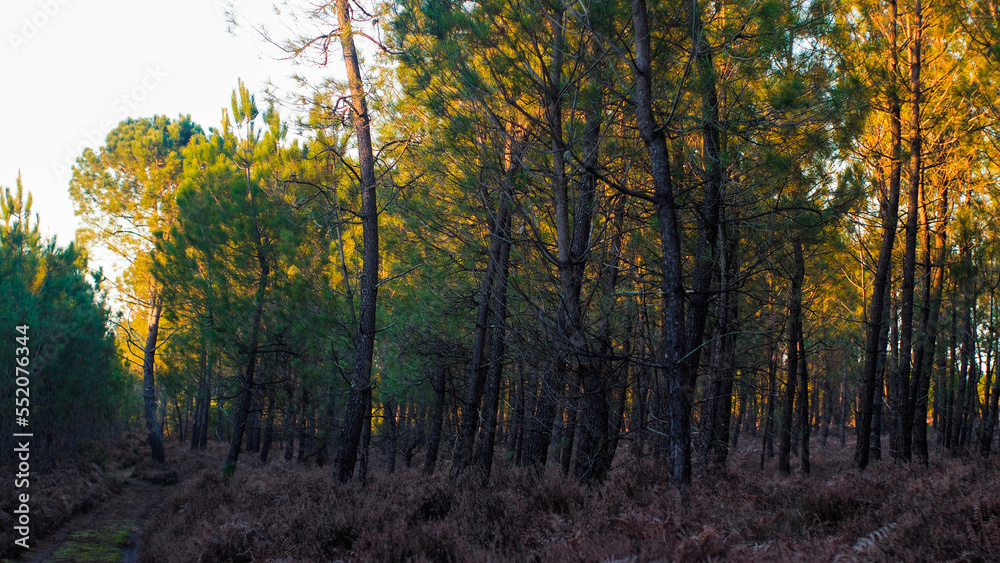 Rangées de pins dans la forêt des Landes de Gascogne, au crépuscule