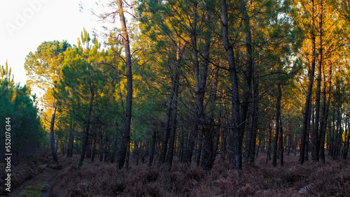 Rangées de pins dans la forêt des Landes de Gascogne, au crépuscule